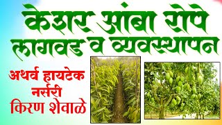 Keshar Mango Farming | केशर आंबा लागवड आणि व्यवस्थापन | अथर्व नर्सरी | किरण शेवाळे