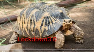 Lockdown 3.0 India Squirrel, Birds and Tortoise 🐢