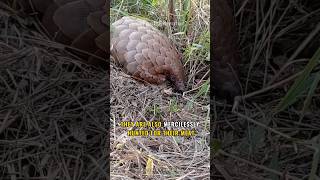 Pangolin: The Most Trafficked Mammal in The World