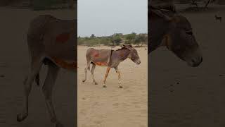 A beautiful donkey running in my village #animals #donkeyvillage #funnyanimal