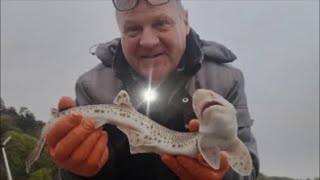 Fish swims away in Babbacombe Bay