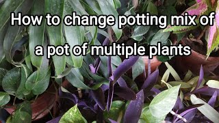 How to change potting mix of a pot of multiple plants