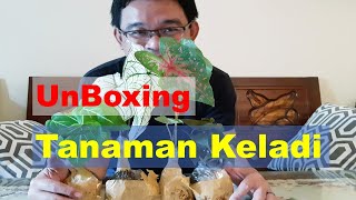 UnBoxing Tanaman Keladi dan Philodendron