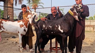 پاکستان کی سب سے خوبصورت بکریاں تین تین بچے تین تین لیٹر دودھ دینے والی صدر کے پاس03465810419