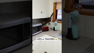 Cats vs Toasters 🐈‍⬛😂 #shorts #short #trending #shortvideo #viralvideo