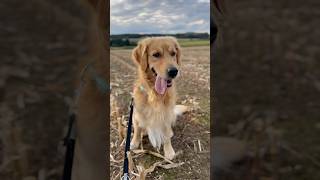 Golden Sunshine of Love #Dog #CuteDogs #Goldenretriever #SweetDogs #NatureLover #Goldie #Shorts