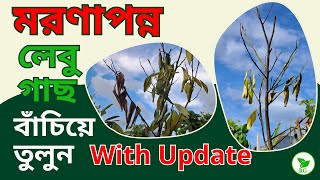 মৃতপ্রায় লেবু গাছ বেঁচে উঠল কীভাবে? 100% Result & Updates| Save Dying Lemon Plants @RAJGardens