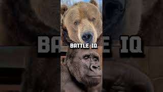 Gorilla VS Grizzly Bear