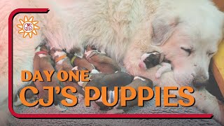 Great Bernese Puppies Day One - CJ's Nintendo Puppy Litter 11-06-23