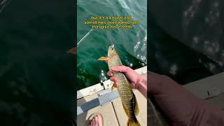 This is called a northern pike🐟 #fishingvideo