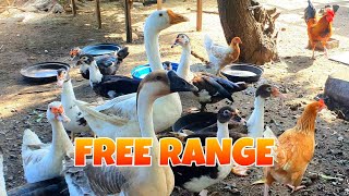 FREE RANGE CHICKENS AND DUCKS, BACKYARD CHICKENS