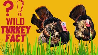 Wild Turkey Fun Facts | Understanding Wild Turkeys