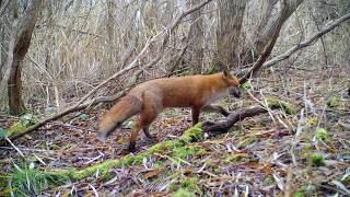 Fine fox, tawny owl, curious muntjac & more