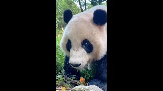 🎉 Bienvenue sur notre chaîne dédiée aux moments les plus hilarants et attendrissants des animaux ! 🐾