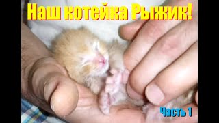 Наш котейка Рыжик! Часть 1 #Shorts