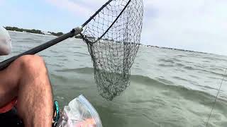 😱😱monster Cobia caught in Chesapeake bay Virginia😱😱