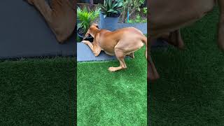 Poor Vizsla dropped his toy… 😂 #vizsla #comedy #shorts #cutepuppy