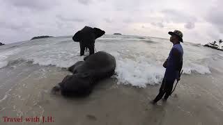 Two Charming Young Elephants on the Beach, Kai Bae Beach, Ko Chang, Thailand.