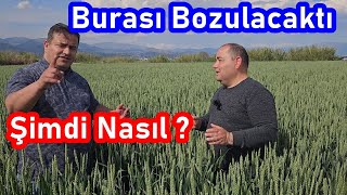 Buğday Tarlası Bozuk Olduğu için sürülecekken Yaprak Gübresi uygulaması İle Bu Hale Geldi - Aydın