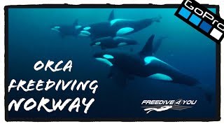 Orca Freediving | Norway - "Through my eyes"