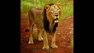 SAVE ASIATIC LION Live Stream