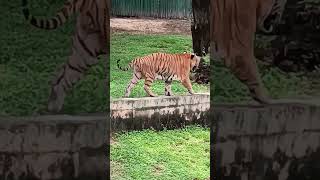 Bengali tiger || बाघ #tiger #wildlife #wildlifephotography #animallovers #shorts #traveling #cheetah