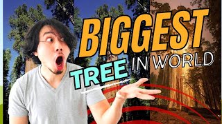 The General Sherman Tree World's Biggest Tree