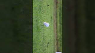 Egret video part 1 #nature #wildlife #animals #shorts  #birds