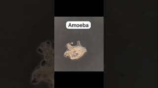 Ameoba #shortvideo#shortsfeed #youtube #shorts#shortsvideo  #science #education #ameeba