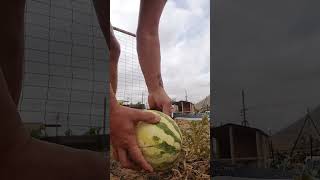 LA ULTIMA SANDIA 🍉 DE LA TEMPORADA , #huerto #sandias #huertoecologico