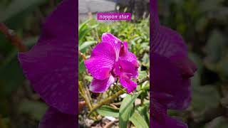 Menikmati indahnya bunga bunga anggrek dendrobium #shortvideo #short