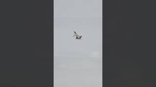 The F-22 Raptor Demo team from Langley Air Force Base #shorts #airforce #raptor #fighterjets #f22