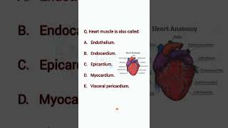 Heart Question || Related To Heart #bscnursing #mbbs