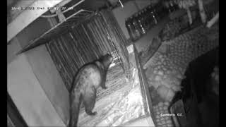 മരപ്പട്ടിയെ കെണിവെച്ചു പിടിച്ചപ്പോൾ!!! | Asian Palm Civet Trapped Caught on Camera