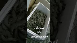 Udang Windu, Pancet, Tiger Shrimp Size 30 Wa 0895806253000