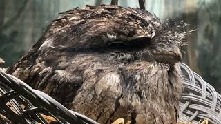 #20 Tawny Frogmouth - November 25, 2022