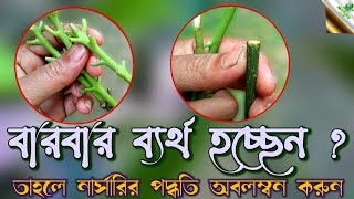 নার্সারির মত কলম করতে,বেশির ভাগ কলম সফল করতে,চারা গাছে ফল ধরাতে এই ভিডিও টি অবশ্যই দেখুন | Grafting