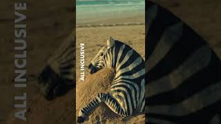 Zebra is zebra in English | All Inclusive | Oglądaj w CANAL+ online