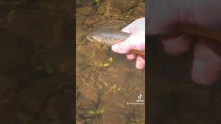 How to REVIVE a fish after a deadly hook🎣 #fishing #fyp #howto #tutorial #trout #viral #foryou