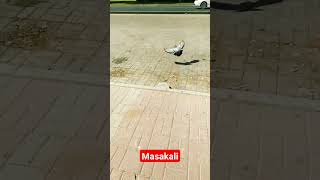 Masakali fly away #youtube #pigeon #animallover