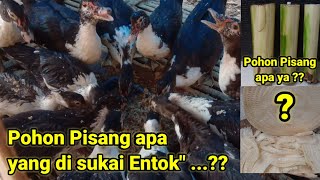 Pohon pisang yang di sukai Entok"