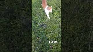 LARS: Daily Routine inspecting his territory