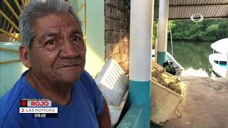 Medusas invaden laguna de Mandinga