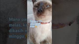 pasang muka melas #siamesecat #kucingsiam #siang #pecintakucing #catlover