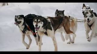 Husky sledging tour in Murmansk, Northern Russia