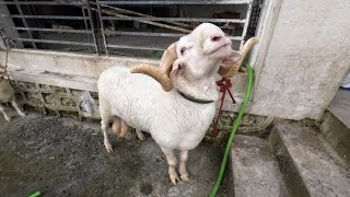 Vilayti And Marino sheep Available at Al Baith Goat Farm || Al Mehtab Goat Farm