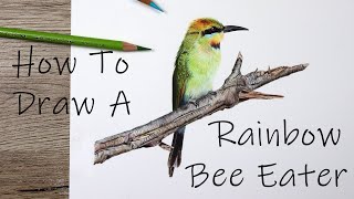 Rainbow Bee Eater - How to draw a bird