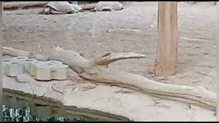 #Dubai #Dubai Safari Park #Part - 16