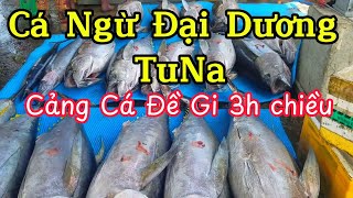 Cảng Cá Vào Buổi Chiều Cá Ngừ Đại Dương Tươi Ngon - Quy Trình Làm Mực Xà Khô