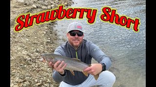 Pack of Cutthroat Trout Attack My Lure ALL THE WAY TO SHORE #Shorts